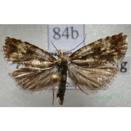 Phiaris palustrana (Lienig & Zeller, 1846) Czech84b